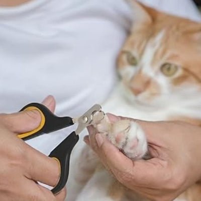 chatte calme lors du coupe ongle pour chat