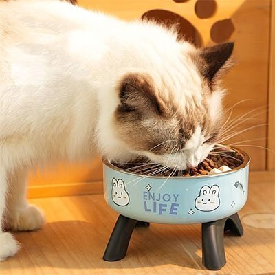 Chatte mangeant dans une Gamelle chat surélevée
