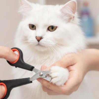 Coupe des griffes d’un chat sur les genoux avec une Coupe griffe Chat