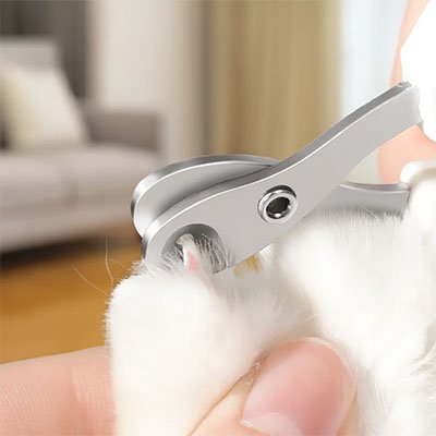 Coupe griffe chat en action sur les griffes d'une chat