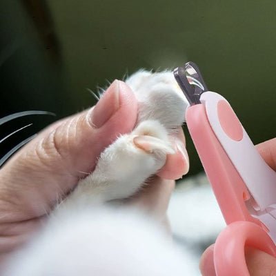 Coupe griffe chat en action sur la patte gauche d'un chat