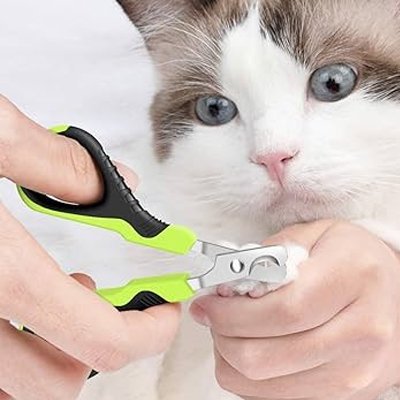 Coupe griffe chat utilisé sur une patte avant