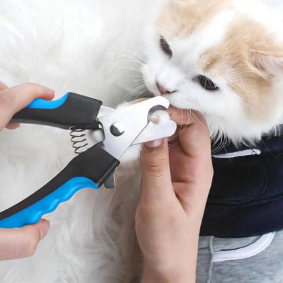 Coupe griffe pour chat sur un chat détendu