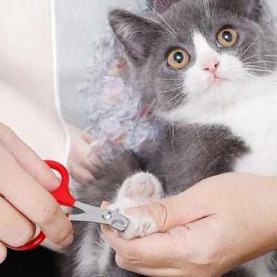 coupe griffe pour chat sur un chat détendu