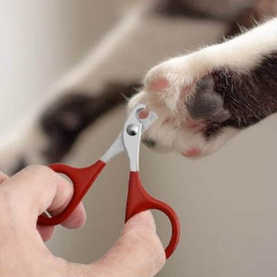 coupe griffe pour chat sur les griffes arrière 