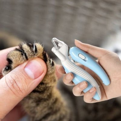 coupe griffe pour chat sur les griffes arrière