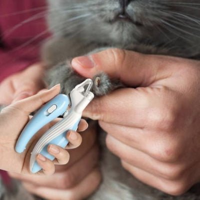 coupe griffe pour chat sur les griffes 
