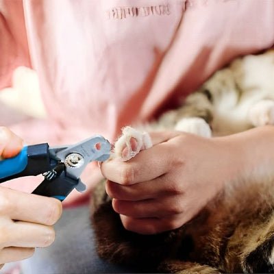 Coupe griffe pour chat utilisée sur les pattes avant