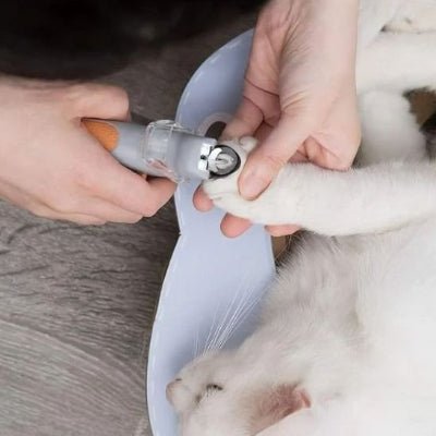 coupe ongle chat en action sur les griffes avant