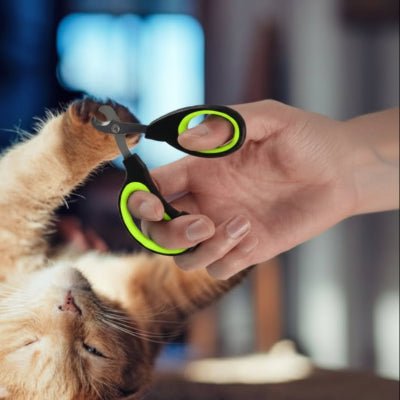 coupe ongle pour chat est amusent pour le chat