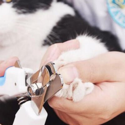 coupe ongle pour chat en action sur les griffes
