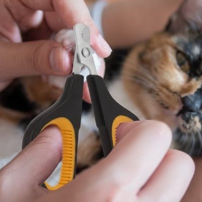 coupe ongle pour chat sur la patte du chat