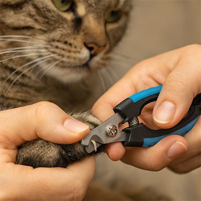 Couper des angles d’un chat avec un Coupe griffe Chat 