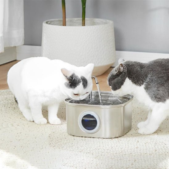 deux chats boivent fontaine a eau chat