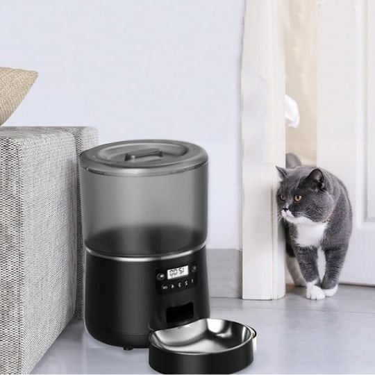 chat gris observe prudemment distributeur croquette chat noir