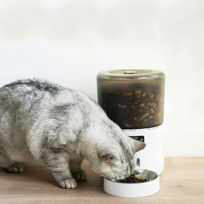 beau-chat-gris-mange-son-repas-distributeur-croquette-chat-blanc