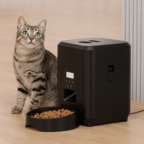 chat gris tache à côté distributeur de croquettes pour chat