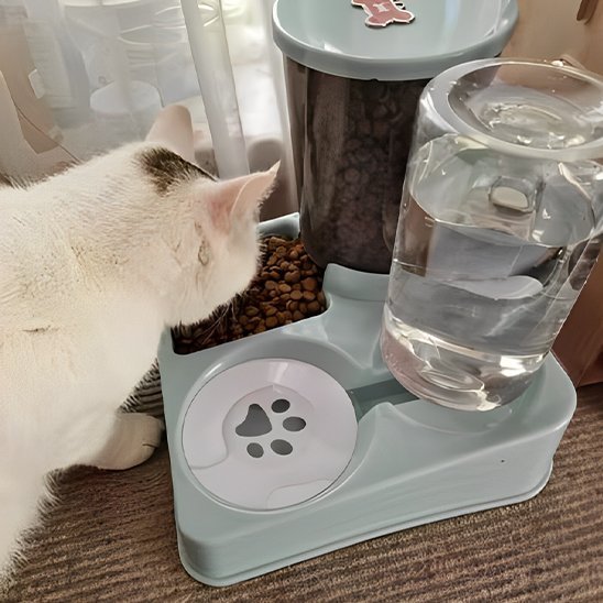chat tache brun mange distributeur de croquettes pour chat vert 