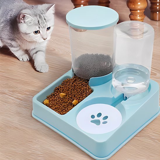 chaton gris approche distributeur de croquettes pour chat