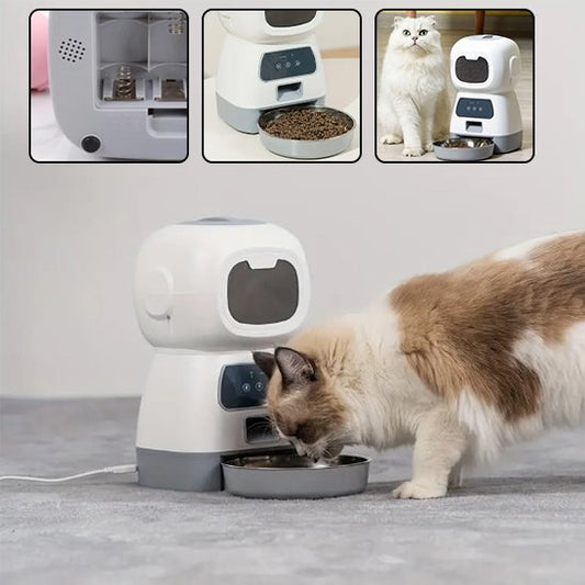 chat blanc roux mange croquette distributeur de croquettes pour chat