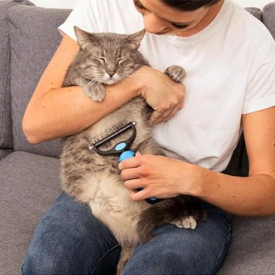 Femme brossant un chat dans ses bras avec brosse chat