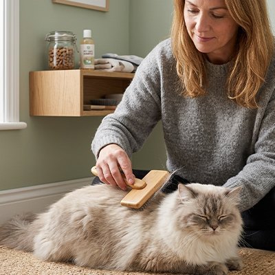 femme brosse son chat poilu avec la brosse chat poil long​ 