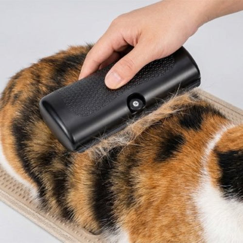 femme brosse chat taché avec brosse poil chat