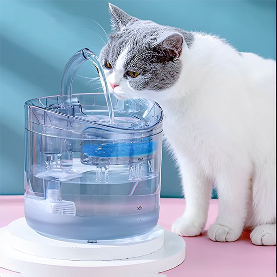 chat blanc gris observe écoulement eau fontaine a eau chat