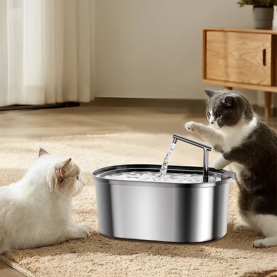deux chatons regarde eau coule fontaine a eau pour chat