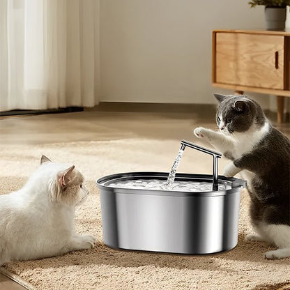 deux chatons regarde eau coule fontaine a eau pour chat