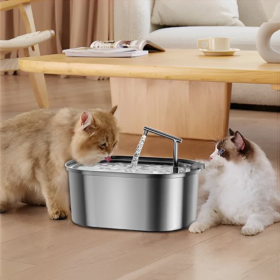 deux chats regarde eau coule fontaine a eau pour chat