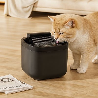 chat roux boit dans fontaine à eau pour chat noir