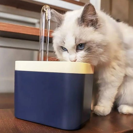 chaton buvant eau fontaine a eau pour chat
