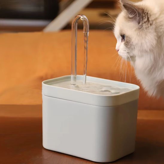 chat blanc observe écoulement eau fontaine a eau pour chat