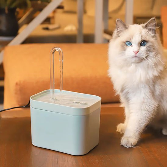 chat avec yeux bleu assit a côte fontaine a eau pour chat