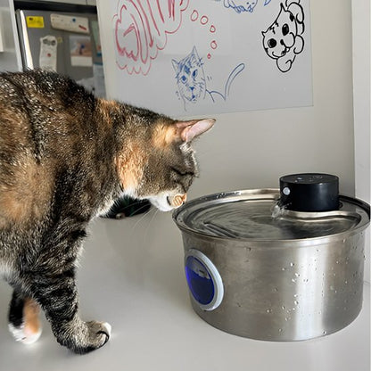 chat arrête a cote fontaine a 
 eau pour chat