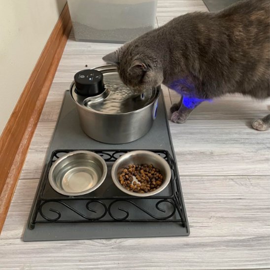 chat beige préfère boire fontaine a eau pour chat