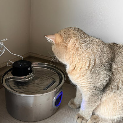 chat beige observe eau coule fontaine a eau pour chat