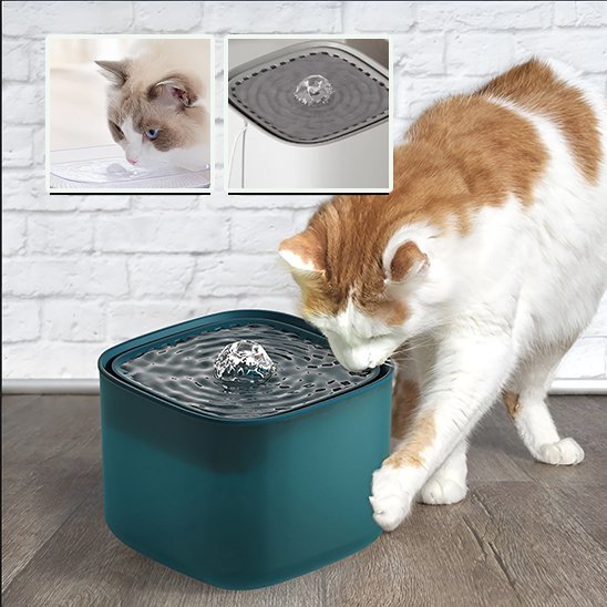 chat roux jouant fontaine a eau pour chat verte