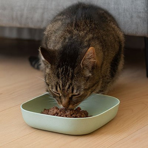 Gamelles chat verte