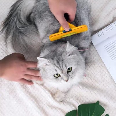 un homme brossant un chat avec une brosse pour Chat