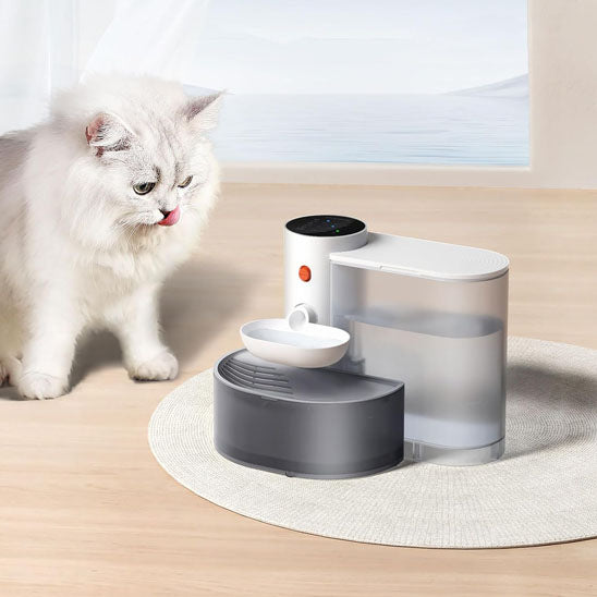 jolie chat regarde fontaine a eau chat