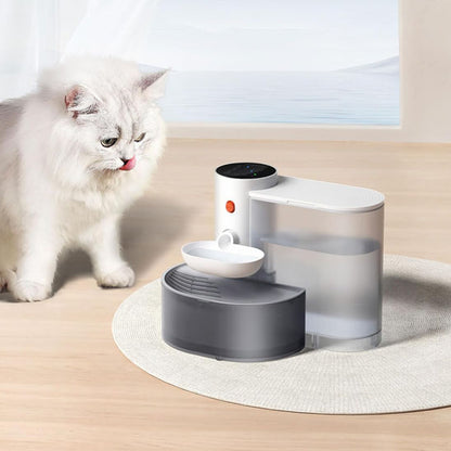 jolie chat regarde fontaine a eau chat