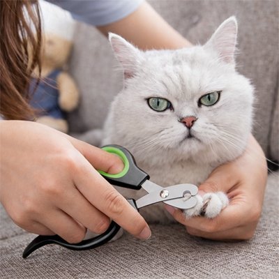 la main coupe les griffes avec coupe griffes pour chats 