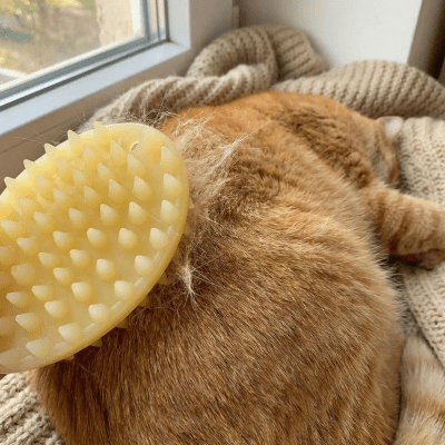 brosses pour chat attrape poils morts