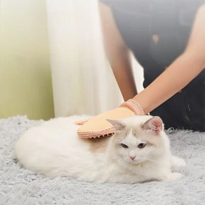 propriétaire utilise le gant de toilettage pour brosser le chat