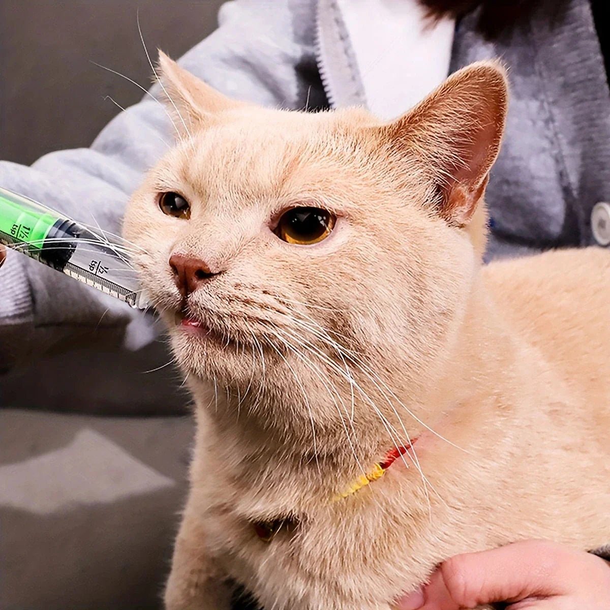 Seringue Alimentation - CatFeedingSyringe™ - Vert - L'Univers Du Chat