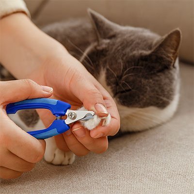 Taille des griffes avec Coupe griffe Chat