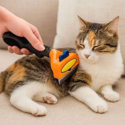 Toilettage du chat avec une brosse pour Chat